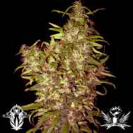 Holy Smoke Seeds Black Honey Haze