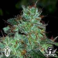 Holy Smoke Seeds Swazi Gold