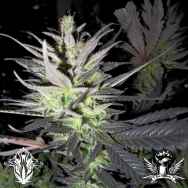 Holy Smoke Seeds Thunder Bud Haze