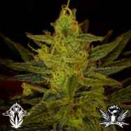 Holy Smoke Seeds Zambezi