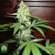 Homegrown Fantaseeds Homegrown CH.1 AUTO AKA Homegrown Cheese AUTO