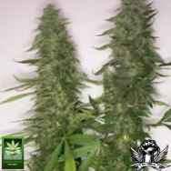 Homegrown Fantaseeds Citral