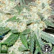 Homegrown Fantaseeds Kamamist