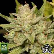 Homegrown Fantaseeds Shiva Afghani