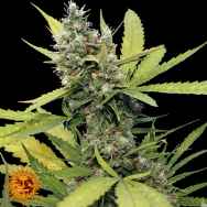 Barneys Farm Seeds Honey B