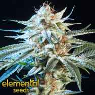 Elemental Seeds Honey Bananas