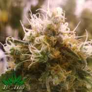 BC Bud Depot Seeds Honey OG