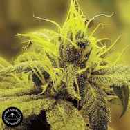 Sagarmatha Seeds Honolulu Haze