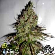 Hortilab Seeds Sour Joker