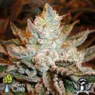 Hortilab Seeds Sour Power