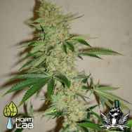 Hortilab Seeds SourStar