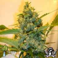 Hortilab Seeds Super Sour Skunk