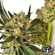 Hortilab Seeds StarBud