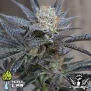 Hortilab Seeds StarBud SISTER