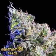 Elemental Seeds Huckle Berry