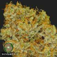 Dynasty Genetics Seeds Huckleberry Cough V2