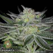 Dynasty Genetics Seeds Huckleberry Kush V3