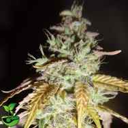 Feminised Seeds Company Hula Haze