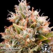 Humboldt Seed Organization Chemdawg