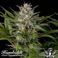 Humboldt Seed Organization Pineapple Skunk