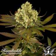 Humboldt Seed Organization Sour Blueberry