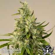 Humboldt Seed Organization Trainwreck