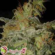 Dr. Krippling Seeds Incredible Bulk AUTO