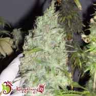 Dr. Krippling Seeds Incredible Bulk