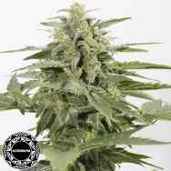 Dinafem Seeds Industrial Plant AUTO CBD