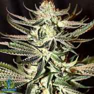 Exotic Genetix Seeds Intergalactic