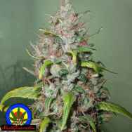 Next Generation Seeds Island Sweet Skunk