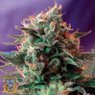 Sweet Seeds Jack 47