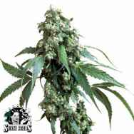 Sensi Seeds Jack Flash #5