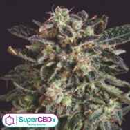 SuperCBDx Seeds Jack Flash x SCBDX