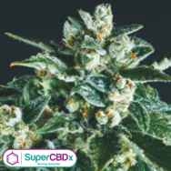 SuperCBDx Seeds Jack Herer x SCBDX