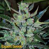 Expert Seeds Jack Herer AUTO