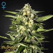 Green House Seeds Jack Herer AUTO