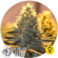 The Bulldog Seeds Jack Herer AUTO