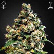 Green House Seeds Jack Herer