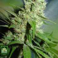 Homegrown Fantaseeds Jack Herer