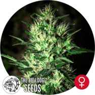 The Bulldog Seeds Jack Herer