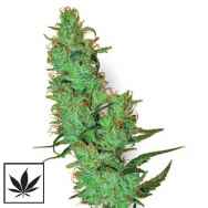 White Label Seeds Jack Herer