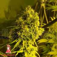 Medical Seeds Jack La Mota