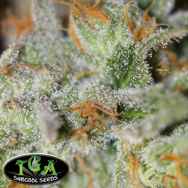 TGA Subcool Seeds Jack Straw