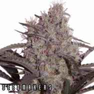 Seedmakers Seeds Jack Widow