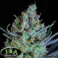 TGA Subcool Seeds Jacked Up