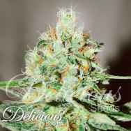 Delicious Seeds Jagg Kush