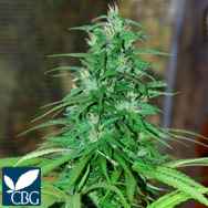 Cannabiogen Seeds Jarillo