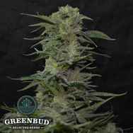 Greenbud Seeds JawBreaker 47