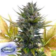 Flash Autoflowering Seeds Jet 47